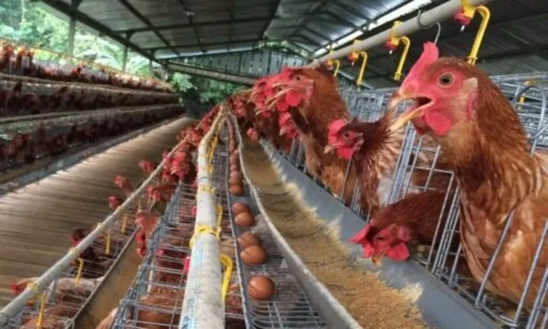 Cara Memelihara Ayam Petelur Panduan Lengkap dan Terperinci
